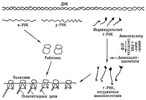 Рис 4 Общая схема биосинтеза белков Рис 3 Модель молекулы миоглобина - фото 95