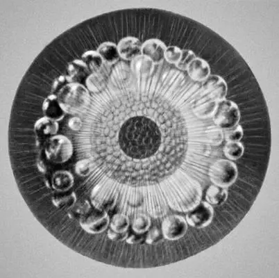 Биолюминесценция Радиолярия Thalassicolla nucleta Биолюминесценция Рыба - фото 65