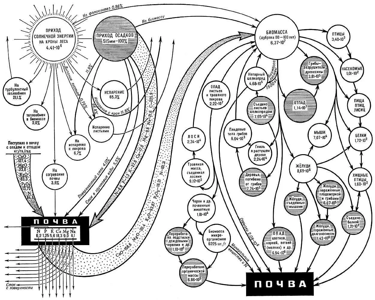 Биогеоценоз Биогеоценология Биогеоценологияот био гео греч - фото 45