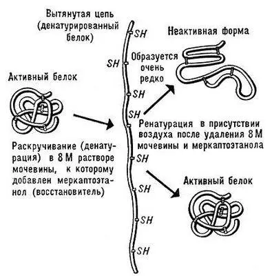 Рис 2 Схема денатурации и ренатурации глобулярного белка на примере фермента - фото 77