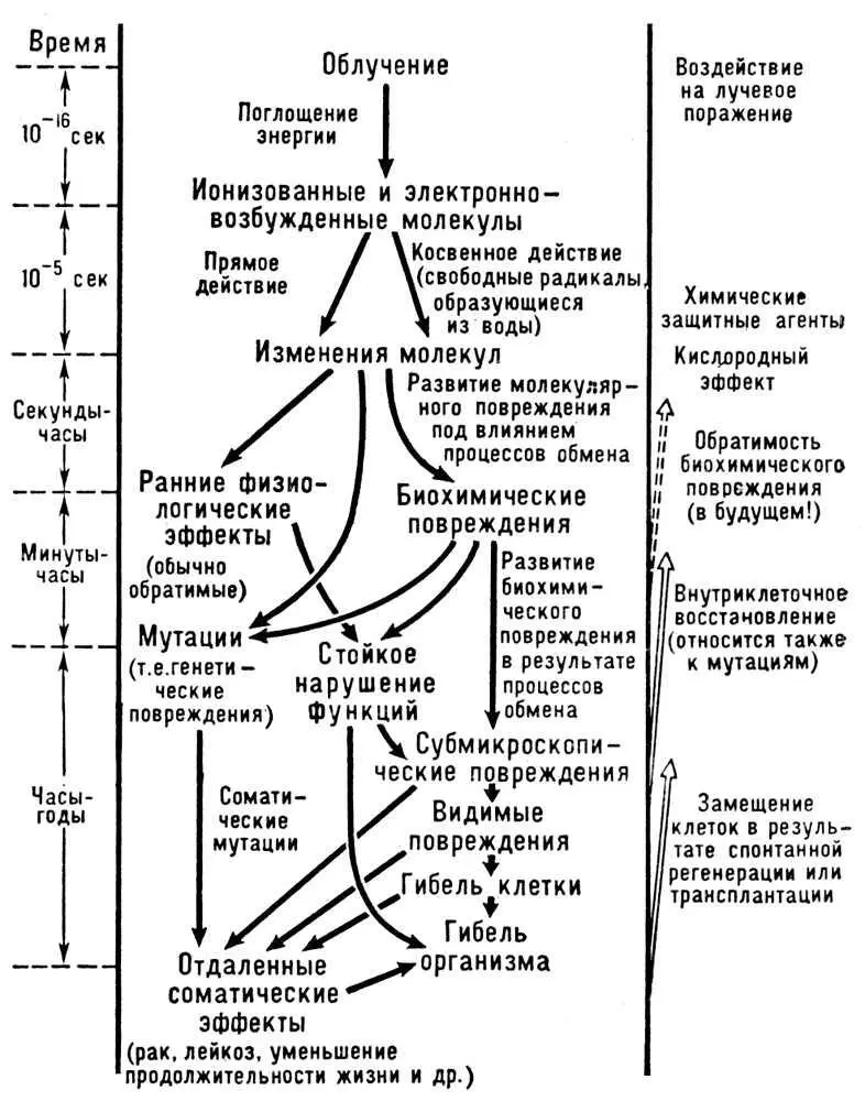 Рис 3 Схема развития лучевого повреждения в центре и методы воздействия на - фото 60