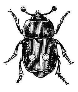 Блестянка Nitidula bipunctata Блестящая изоляция Блестящая - фото 26
