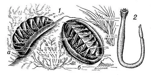 Боконервные моллюски 1 хитон Chiton elegans а вид сбоку б вид - фото 74