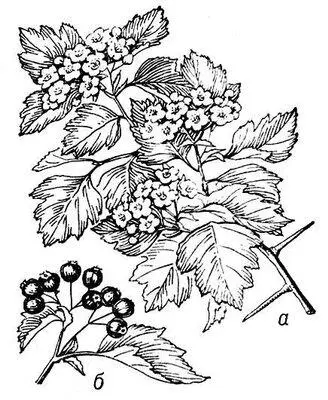 Боярышник кровавокрасный а ветвь цветущего растения б плоды Боярышница - фото 379