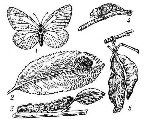 Боярышница 1 бабочка 2 кладка яиц 3 гусеница 4 куколка 5 зимнее - фото 380