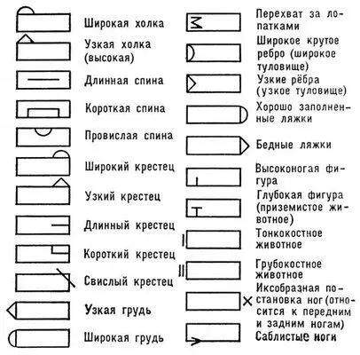 Бонитировочный ключ Бонифасио Андрес БонифасиоBonifacio Андрес - фото 276