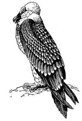 Рисунок к ст Бородач Бородач род злаков БородачAndropogon род - фото 319