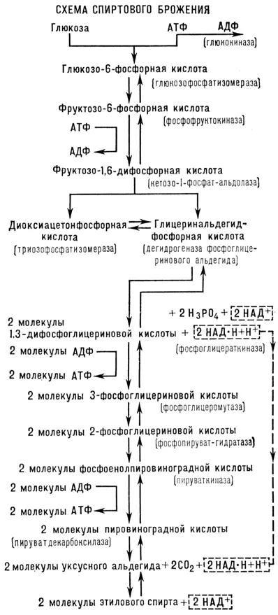 В дальнейшем многие исследователи детально изучили ферментативную природу и - фото 155