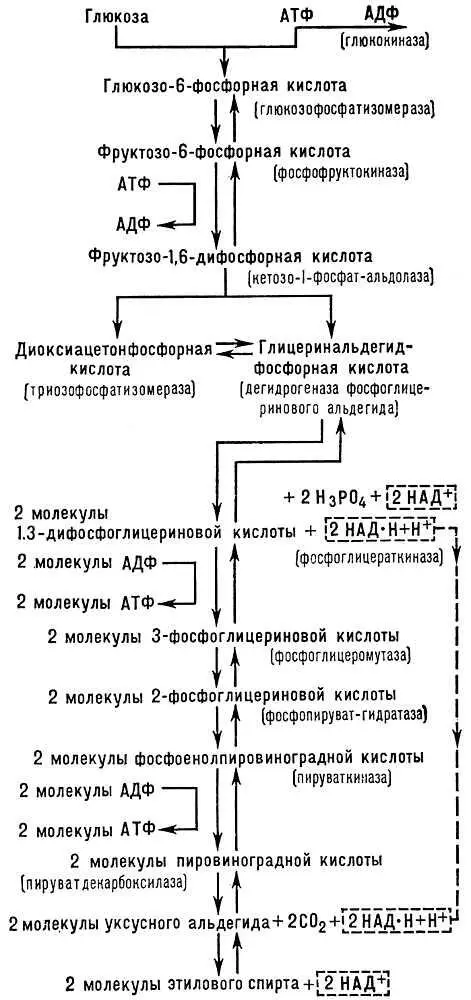 Схема спиртового брожения Бройлер Бройлерангл broiler от broil жарить - фото 160