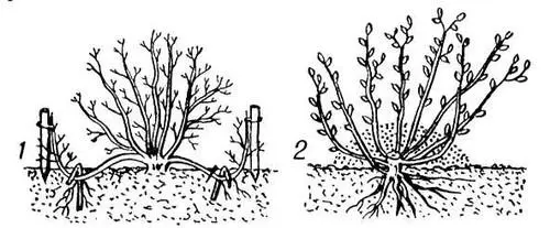 Рис 2 Размножение кустарников отводками 1 горизонтальными 2 - фото 7