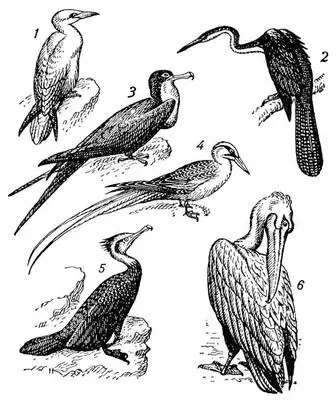 Веслоногие птицы 1 олуша Sula bassana 2 змеешейка Anhinga anhinga 3 - фото 549
