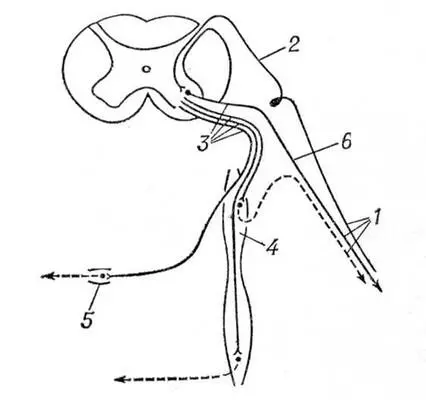 Связи пограничного ствола со спинным мозгом и спинномозговыми нервами 1 - фото 6
