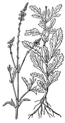 Вербена лекарственная Вербена лимонная Вербена лимоннаяLippia - фото 452