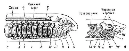 Рис 2 Схема строения висцерального скелета у челюстноротых а висцеральный - фото 234