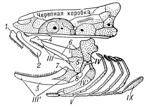 Рис 3 Схема черепа костной рыбы висцеральный скелет отделен от черепной - фото 236