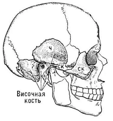 Рис 2 Схема скуловой дуги человека ч чешуя височной кости скч - фото 230
