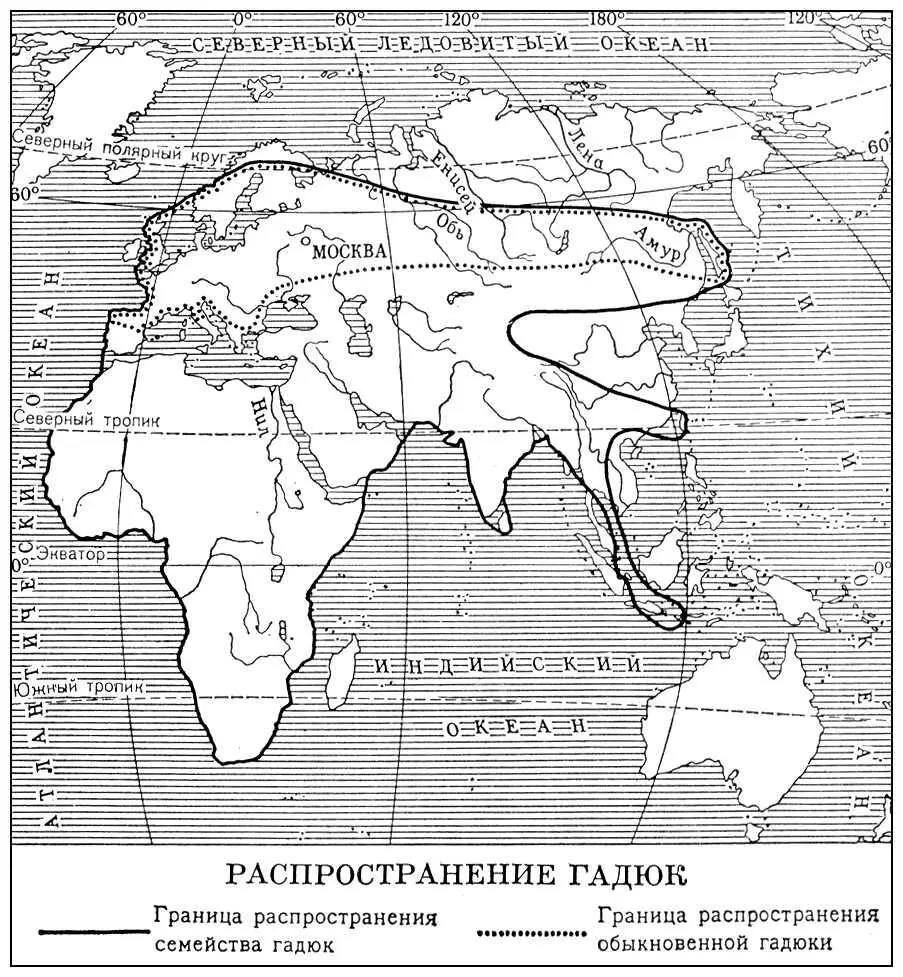 Распространение гадюк Гадюки 1 обыкновенная 2 африканская Гадючий лук - фото 55