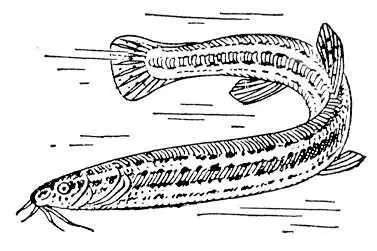 Вьюн Misgurnus fossilis Вьюрковые ВьюрковыеFringillidae семейство птиц - фото 43