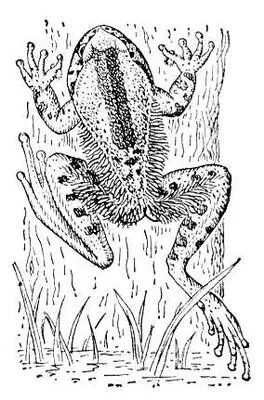 Рисунок к ст Волосатая лягушка Волосатики ВолосатикиNematomorpha или - фото 313