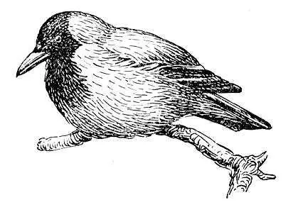 Ворона Corvus corone Ворона река правый приток Хопра Воронарека в - фото 371