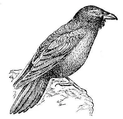 Ворон Corvus corax Ворон созвездие Юж полушария неба Воронлат - фото 370