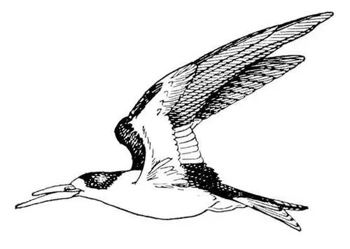 Водорез Rhynchops albicollis Водород Водородлат Hydrogenium Н - фото 36