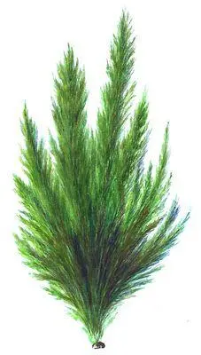 Зелёные водоросли Кладофора Cladophora Бурые водоросли Падина Padina - фото 62