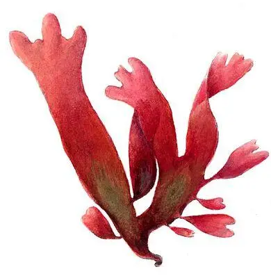 Красные водоросли Родимения Rhodymenia Диатомовые водоросли Пиннулярия - фото 66