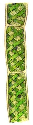 Зелёные водоросли Спирогира Spirogyra Красные водоросли Каллитамнион - фото 68