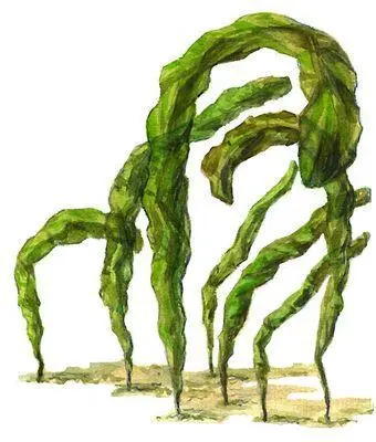 Зелёные водоросли Энтероморфа Entheromorpha Бурые водоросли Фукус - фото 70