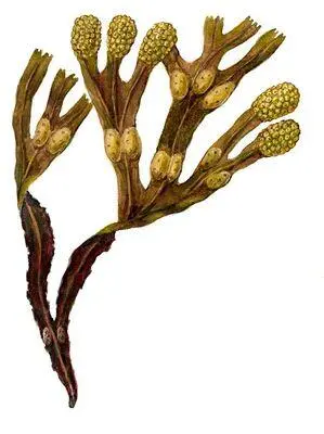 Бурые водоросли Фукус Fucus Синезёленые водоросли Микроцистис - фото 71