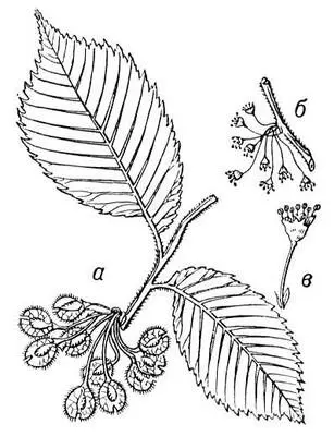 Вяз гладкий а ветвь с плодами б соцветие в цветок Вязальная машина - фото 1