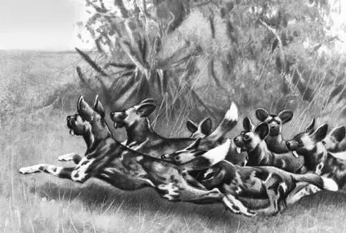 Илл к ст Гиеновая собака Гиены ГиеныHyaenidae семейство хищных - фото 182