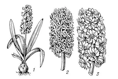 Гиацинт восточный 1 цветущее растение 2 соцветие немахровой формы 3 - фото 2