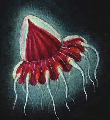 Сцифомедуза Peryphilla hyacintina Глубоководные животные 1 кальмар - фото 90