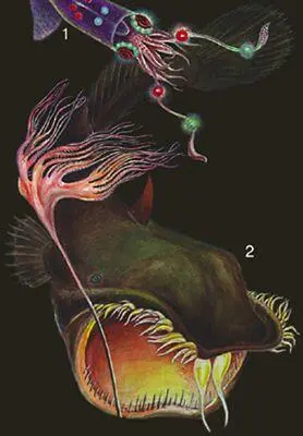 Глубоководные животные 1 кальмар Thaumatolampas diadema 2 рыба - фото 91