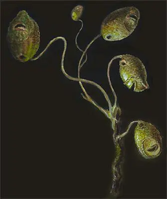 Асцидия Culeolus murrayi Рыбаудильщик Melanocetus jonstoni Глубоководные - фото 94