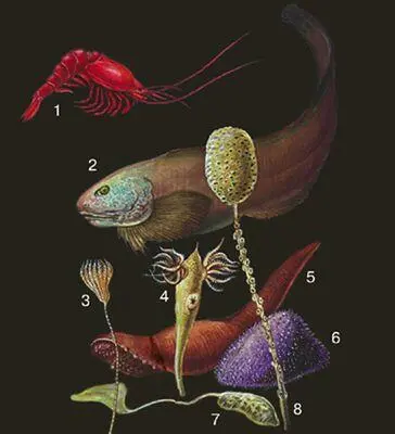 Глубоководные животные 1 мизида Gnathophausia gigas 2 рыба Careproctus - фото 98