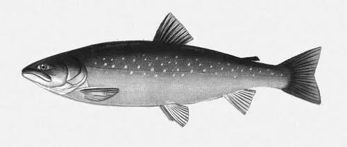 Голец Salvelinus alpinus Гольштейн ГольштейнHolstein историческая - фото 143