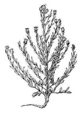 Горчак ползучий Горчак рыба сем карповых ГорчакRhodeus sericeus рыба - фото 335