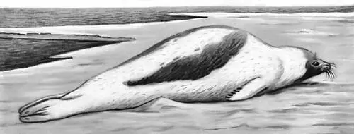 Рис к ст Гренландский тюлень Гренландское море Гренландское - фото 284