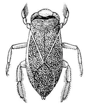 Гребляк Corixa dentipes Гребневики ГребневикиCtenophora класс морских - фото 249