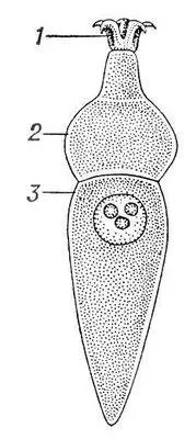 Рис 1 Строение грегарины Corycella armata 1 эпимерит 2 протомерит 3 - фото 256