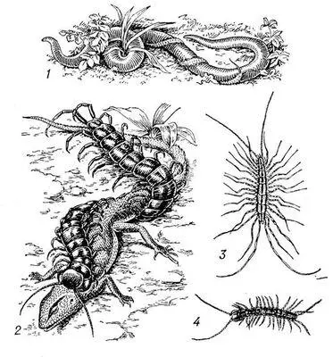 Губоногие 1 геофил Geophilus longicornis на дождевом черве 2 гигантская - фото 20