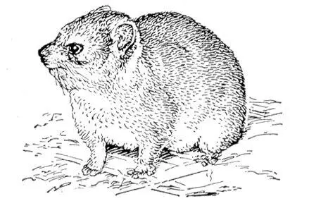 Даман Procavia capensis Дамара ДамараДамараленд Damaraland нагорье в - фото 131
