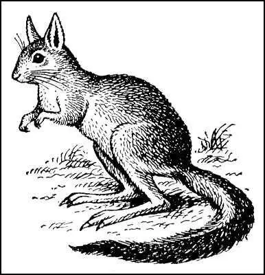 Рис к ст Долгоног Долгоножки Долгоножкикараморы Tipulidae семейство - фото 72