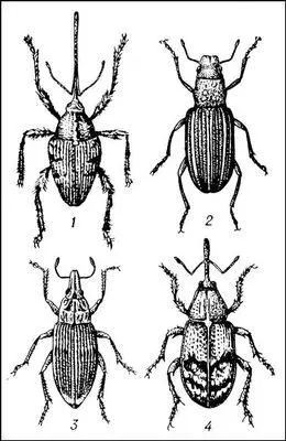 Долгоносики 1 желудёвый Curculio glandium 2 гороховый клубеньковый - фото 74