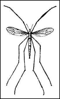 Вредная долгоножка Долгоносики Долгоносикислоники Curculionidae - фото 73