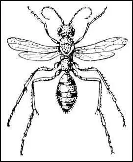 Дорожная оса Priocnemis brachypterus Дорожный институт Дорожный - фото 223
