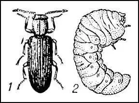 Древогрыз Lyctus suturalis 1 жук 2 личинка Древолазы земноводные - фото 39